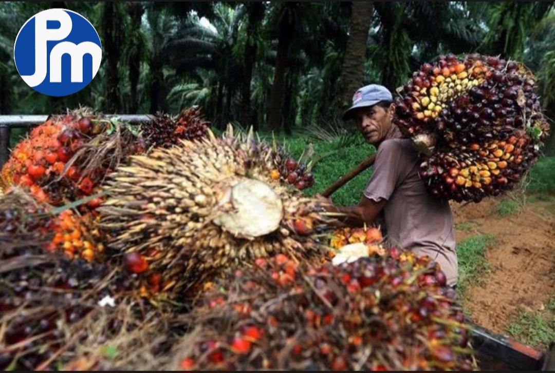 Harga TBS Kelapa Sawit di Jambi Naik Signifikan Screenshot_20240204_141012_CapCut