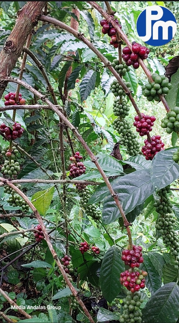 Harga kopi robusta terbang ke level tertinggi yakni 70 juta/Ton Screenshot_20240511_195717_CapCut