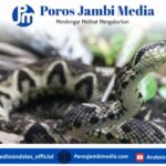 4 Negara dengan Populasi Ular Terbanyak di Dunia — Indonesia Masuk Daftar! Screenshot_2025-10-10-06-33-34-26_dba69a5e82e939c3ddef13f99a115ca3