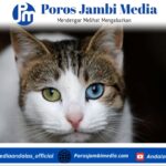 7 Manfaat Pelihara Kucing di Rumah, Sudah terbukti Ilmiah Screenshot_2025-10-11-11-05-30-62_dba69a5e82e939c3ddef13f99a115ca3