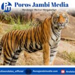 Apakah benar harimau takut pada kucing? Ternyata tidak. Simak penjelasan ilmiahnya Screenshot_2025-10-18-13-20-38-48_dba69a5e82e939c3ddef13f99a115ca3