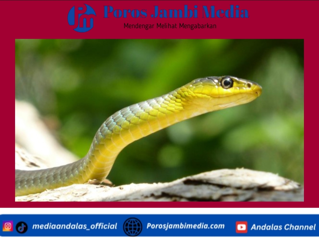 Musim Hujan Datang, Waspada Ular dan Biawak Masuk Rumah! Ini Cara Menghindarinya Screenshot_2026-01-14-15-22-19-33_dba69a5e82e939c3ddef13f99a115ca3