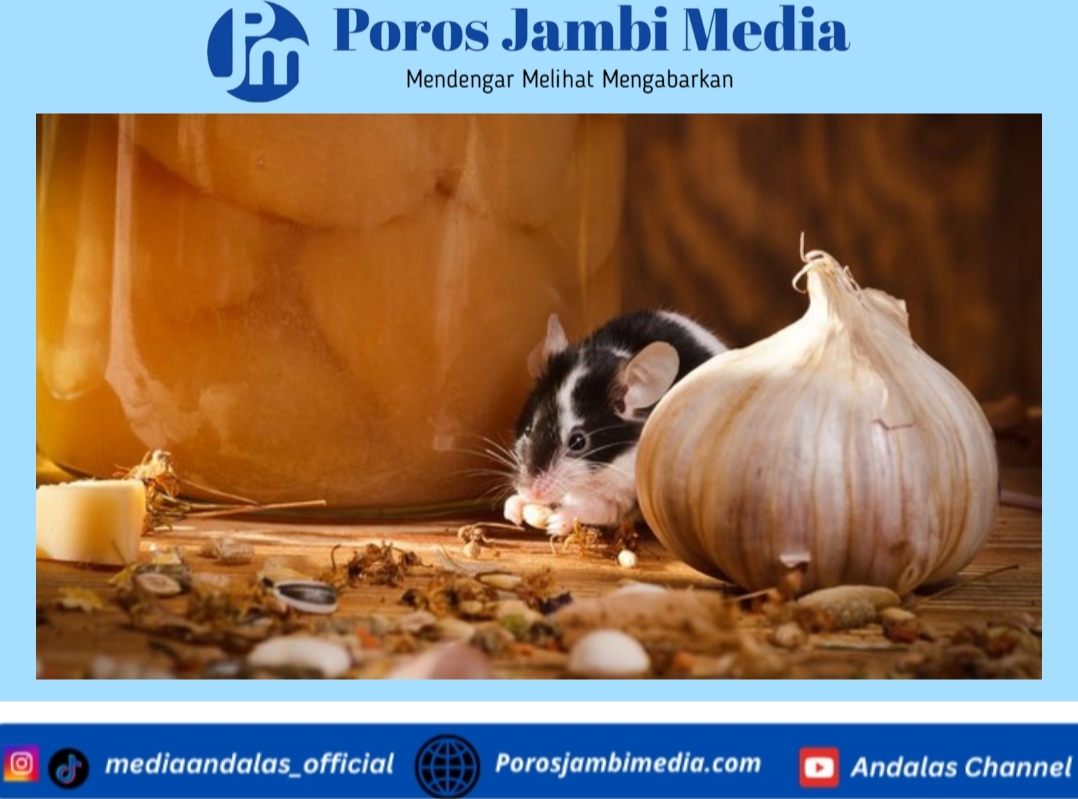 10 Aroma Alami yang Paling Dibenci Tikus, Ampuh Usir Hama dari Rumah Screenshot_2026-01-23-15-41-15-28_dba69a5e82e939c3ddef13f99a115ca3