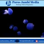 Eksperimen Unik NASA: Ribuan Ubur-ubur Pernah Dikirim ke Luar Angkasa untuk Teliti Efek Tanpa Gravitasi Screenshot_2026-03-09-23-23-20-69_dba69a5e82e939c3ddef13f99a115ca3