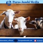 Panduan Lengkap Syarat Hewan Kurban, Pastikan Ibadah Sah dan Bernilai Pahala Screenshot_2026-04-24-17-56-58-80_dba69a5e82e939c3ddef13f99a115ca3