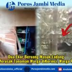 Dua Ekor Beruang Masuk Ladang dan Merusak Tanaman Warga di Kerinci, Warga Resah Screenshot_2026-09-07-07-15-43-54_dba69a5e82e939c3ddef13f99a115ca3